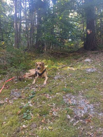 TierschutzhundeStammtisch🐕-Beitrag-Bild