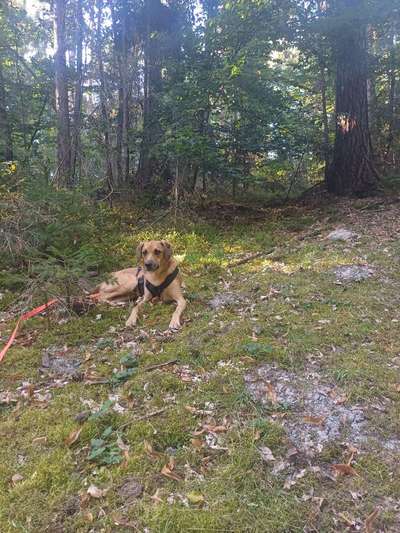 TierschutzhundeStammtisch🐕-Beitrag-Bild