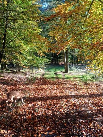 TierschutzhundeStammtisch🐕-Beitrag-Bild