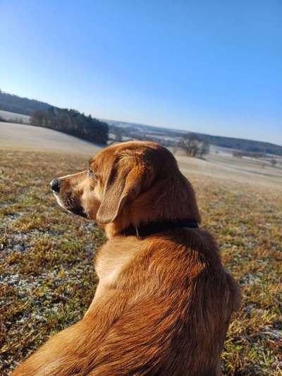 TierschutzhundeStammtisch🐕-Beitrag-Bild