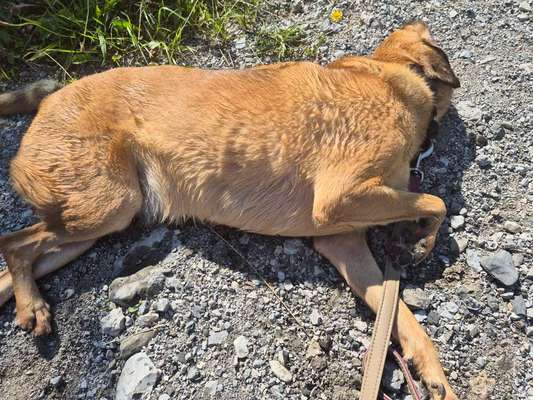 TierschutzhundeStammtisch🐕-Beitrag-Bild