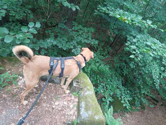 TierschutzhundeStammtisch🐕-Beitrag-Bild