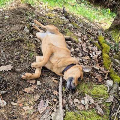 TierschutzhundeStammtisch🐕-Beitrag-Bild