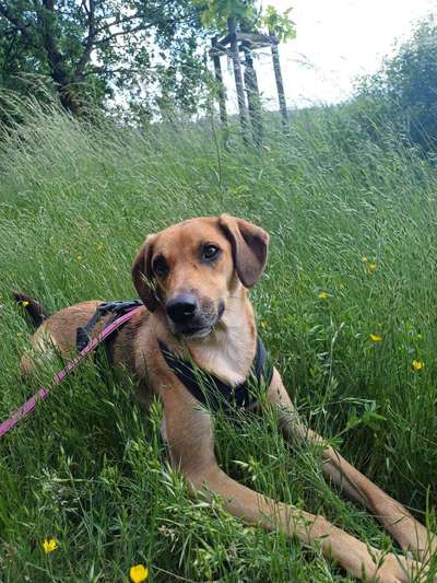 TierschutzhundeStammtisch🐕-Beitrag-Bild