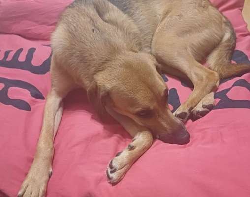 TierschutzhundeStammtisch🐕-Beitrag-Bild