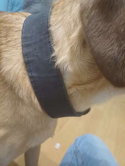 TierschutzhundeStammtisch🐕-Beitrag-Bild