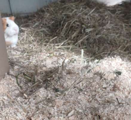 TierschutzhundeStammtisch🐕-Beitrag-Bild