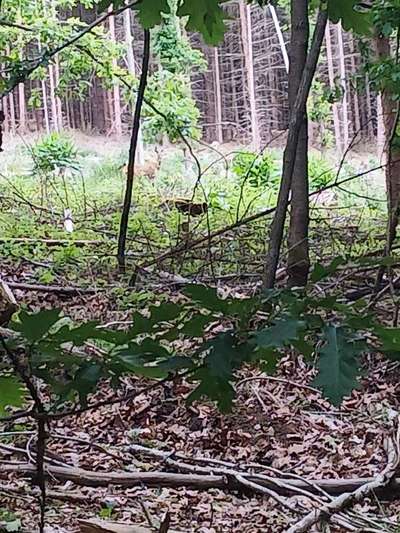TierschutzhundeStammtisch🐕-Beitrag-Bild