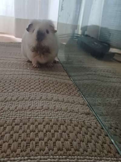 TierschutzhundeStammtisch🐕-Beitrag-Bild