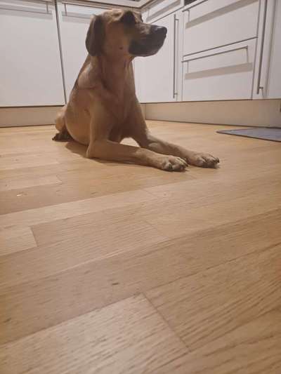 TierschutzhundeStammtisch🐕-Beitrag-Bild