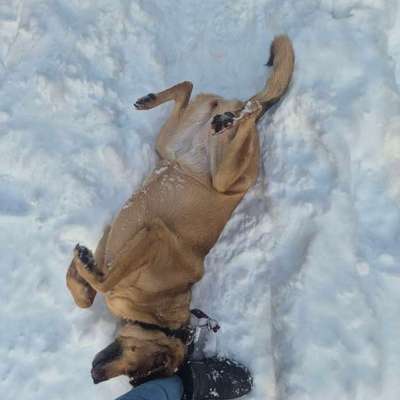 TierschutzhundeStammtisch🐕-Beitrag-Bild