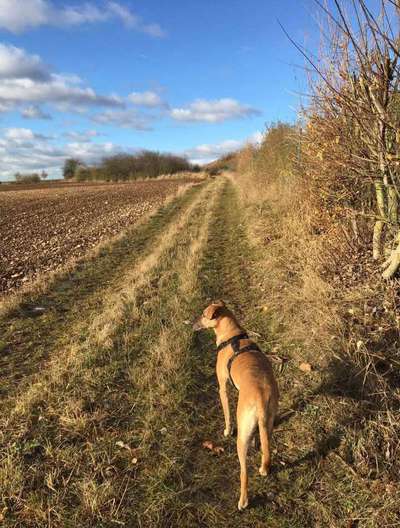 TierschutzhundeStammtisch🐕-Beitrag-Bild