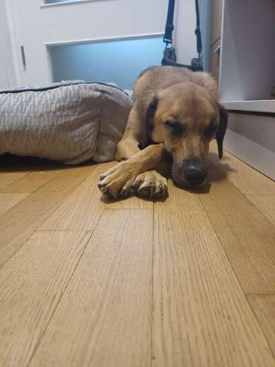 TierschutzhundeStammtisch🐕-Beitrag-Bild