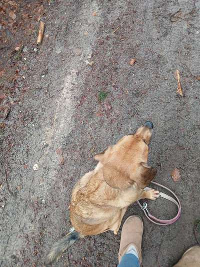 TierschutzhundeStammtisch🐕-Beitrag-Bild