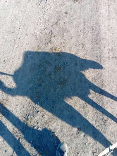 TierschutzhundeStammtisch🐕-Beitrag-Bild