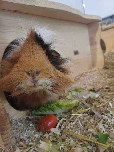 TierschutzhundeStammtisch🐕-Beitrag-Bild