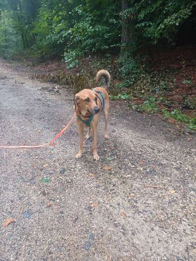 TierschutzhundeStammtisch🐕-Beitrag-Bild