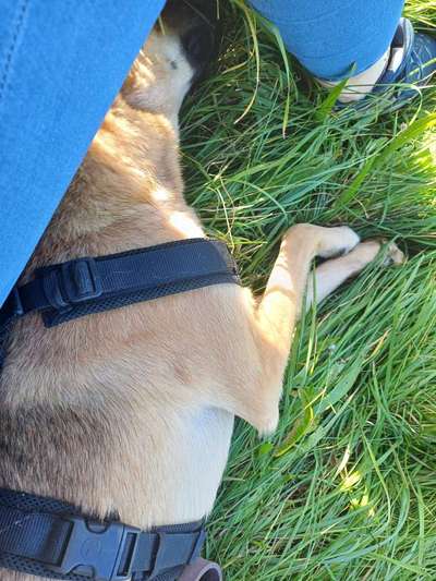 TierschutzhundeStammtisch🐕-Beitrag-Bild