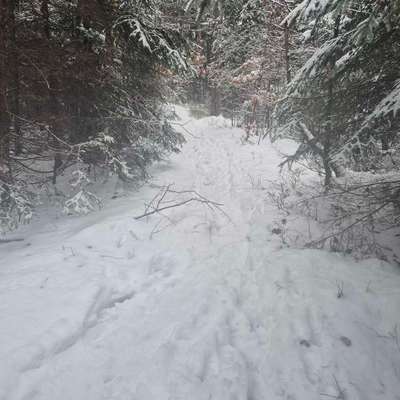 TierschutzhundeStammtisch🐕-Beitrag-Bild