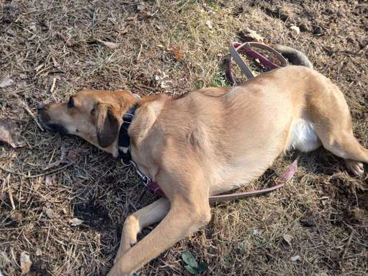 TierschutzhundeStammtisch🐕-Beitrag-Bild