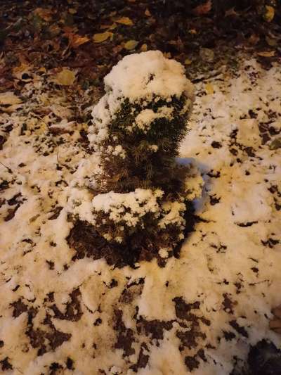 TierschutzhundeStammtisch🐕-Beitrag-Bild