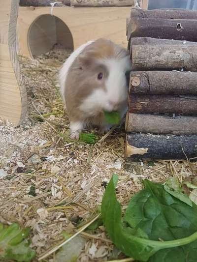 TierschutzhundeStammtisch🐕-Beitrag-Bild