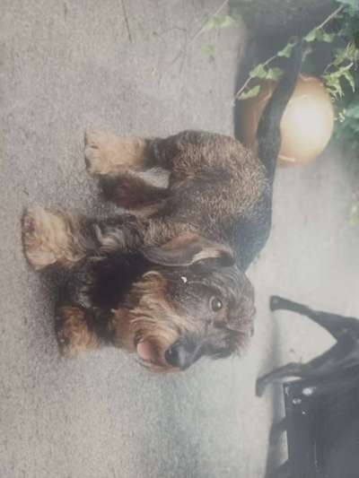 TierschutzhundeStammtisch🐕-Beitrag-Bild