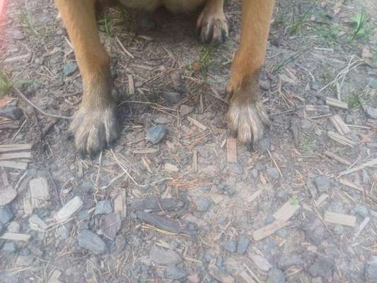 TierschutzhundeStammtisch🐕-Beitrag-Bild