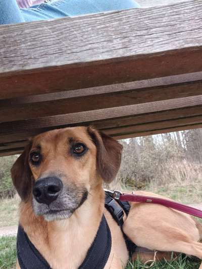 TierschutzhundeStammtisch🐕-Beitrag-Bild