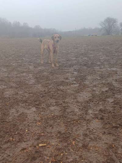 TierschutzhundeStammtisch🐕-Beitrag-Bild