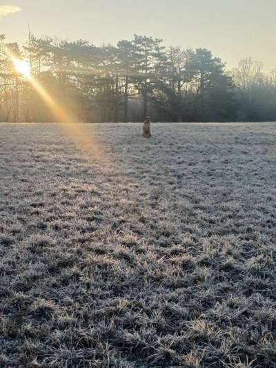 TierschutzhundeStammtisch🐕-Beitrag-Bild
