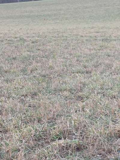 TierschutzhundeStammtisch🐕-Beitrag-Bild