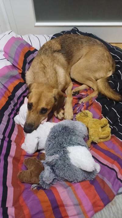 TierschutzhundeStammtisch🐕-Beitrag-Bild