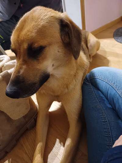 TierschutzhundeStammtisch🐕-Beitrag-Bild