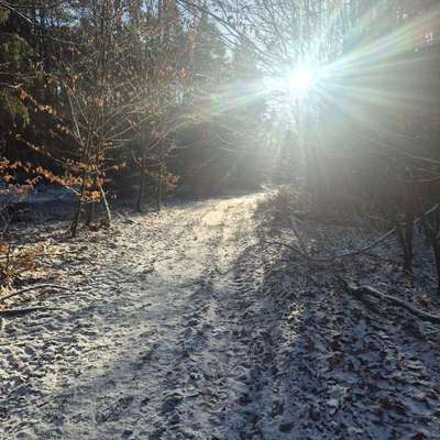 TierschutzhundeStammtisch🐕-Beitrag-Bild