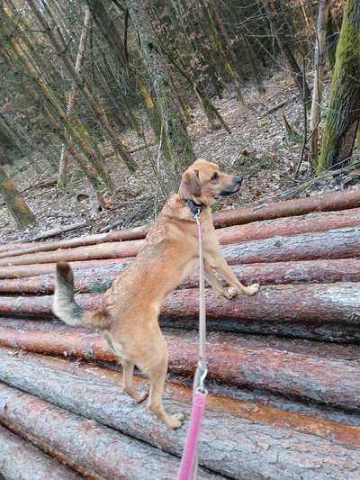 TierschutzhundeStammtisch🐕-Beitrag-Bild