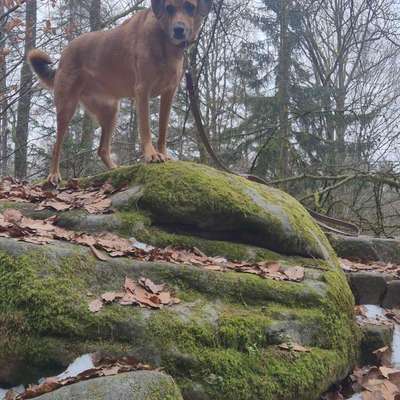 TierschutzhundeStammtisch🐕-Beitrag-Bild