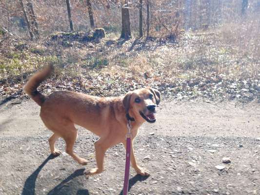 TierschutzhundeStammtisch🐕-Beitrag-Bild