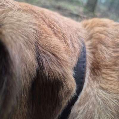 TierschutzhundeStammtisch🐕-Beitrag-Bild
