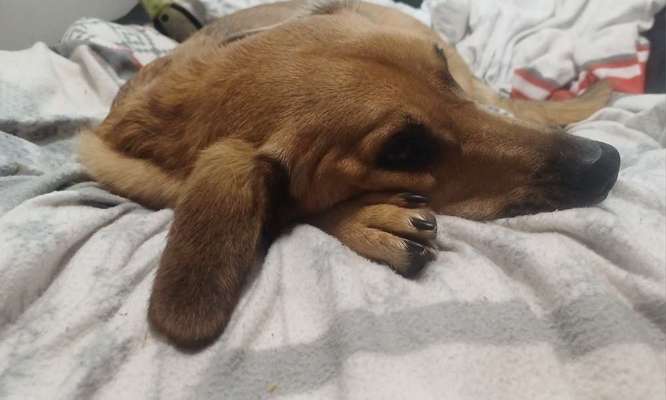 TierschutzhundeStammtisch🐕-Beitrag-Bild