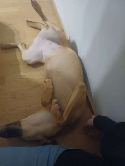 TierschutzhundeStammtisch🐕-Beitrag-Bild