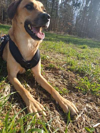 TierschutzhundeStammtisch🐕-Beitrag-Bild