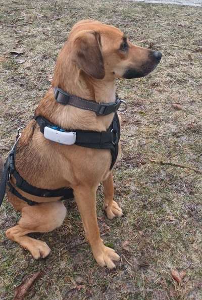 TierschutzhundeStammtisch🐕-Beitrag-Bild