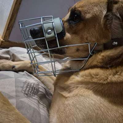 TierschutzhundeStammtisch🐕-Beitrag-Bild