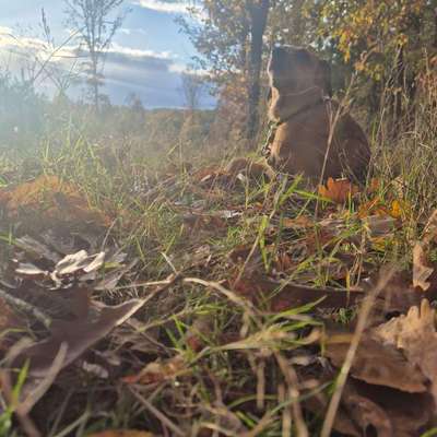 TierschutzhundeStammtisch🐕-Beitrag-Bild