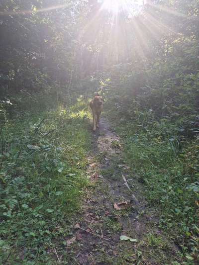 TierschutzhundeStammtisch🐕-Beitrag-Bild