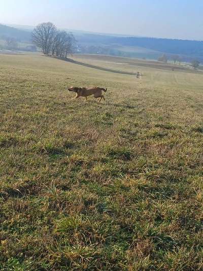 TierschutzhundeStammtisch🐕-Beitrag-Bild