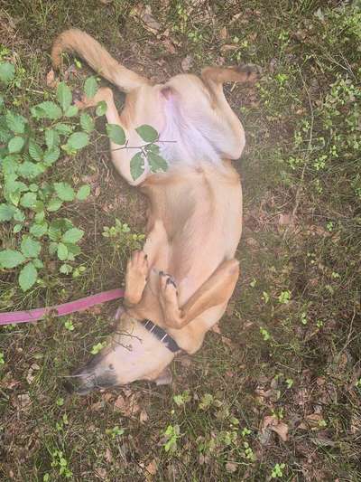 TierschutzhundeStammtisch🐕-Beitrag-Bild