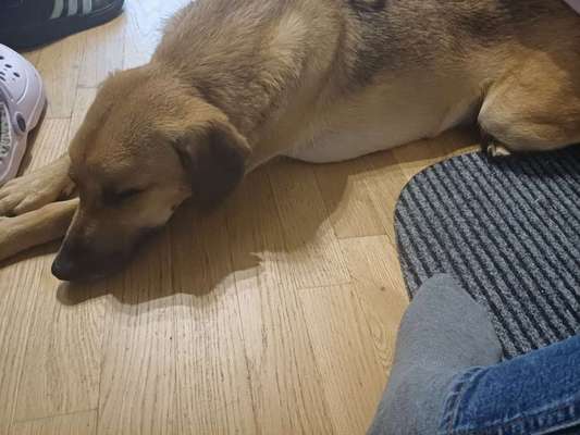 TierschutzhundeStammtisch🐕-Beitrag-Bild