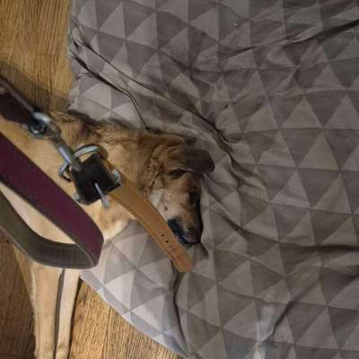 TierschutzhundeStammtisch🐕-Beitrag-Bild